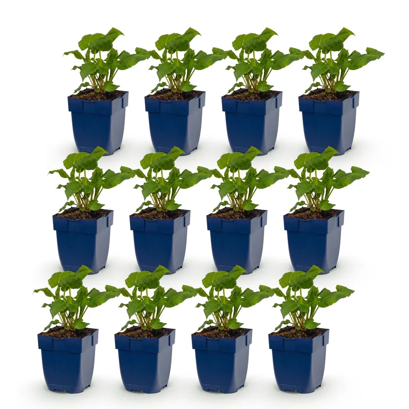 12x Duizendknoop Tricolour, met rode, roze en witte bloemen
