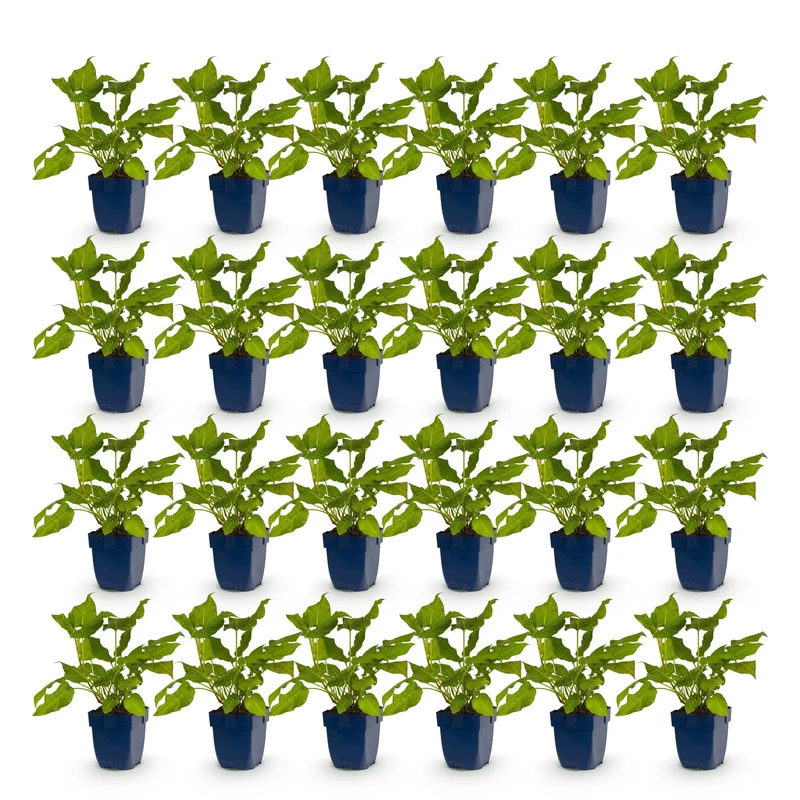 Duizendknoop amplexicaulis, 24x met rode bloemen