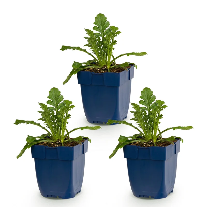 Duifkruid col. Butterfly Blue, met paarse bloemen (3x)