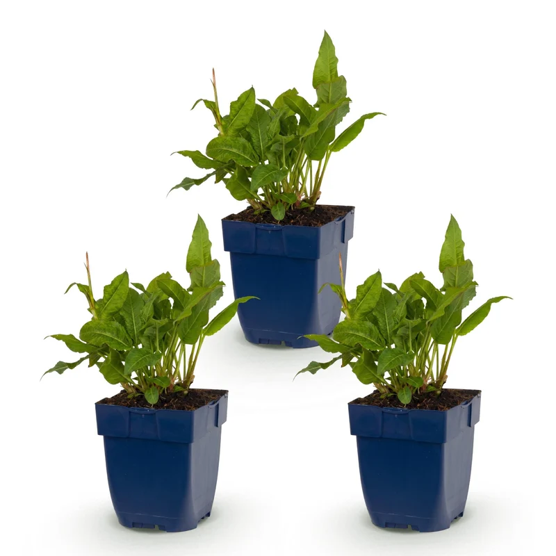 Duizendknoop ampl. Rosea, met roze bloemen (3x)