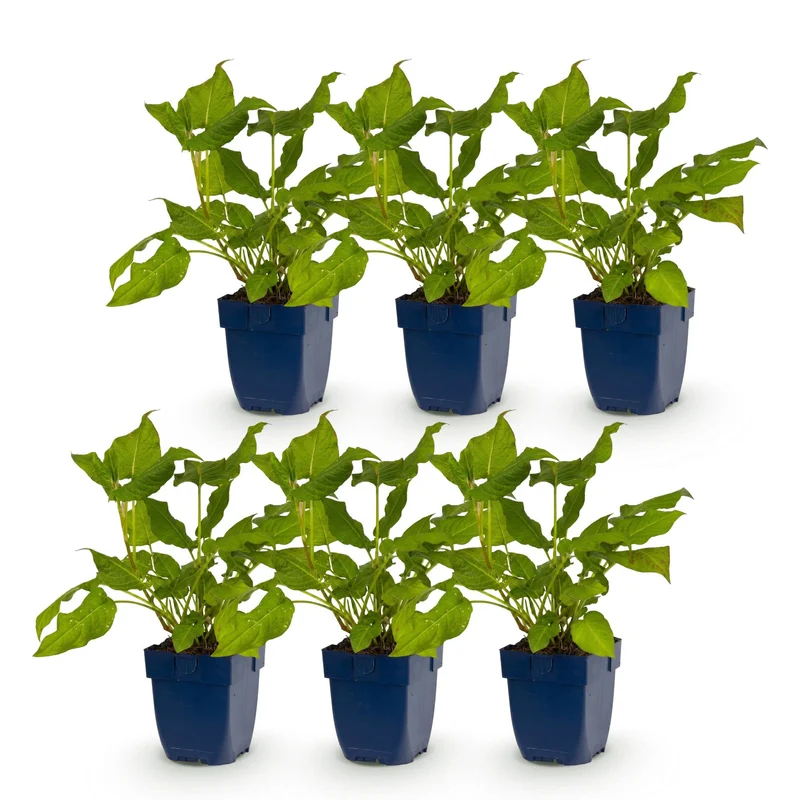 Duizendknoop amplexicaulis, 6x met rode bloemen
