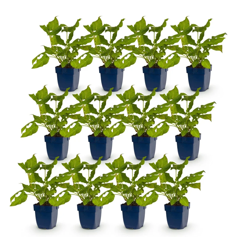 Duizendknoop amplexicaulis, met rode bloemen (12x)