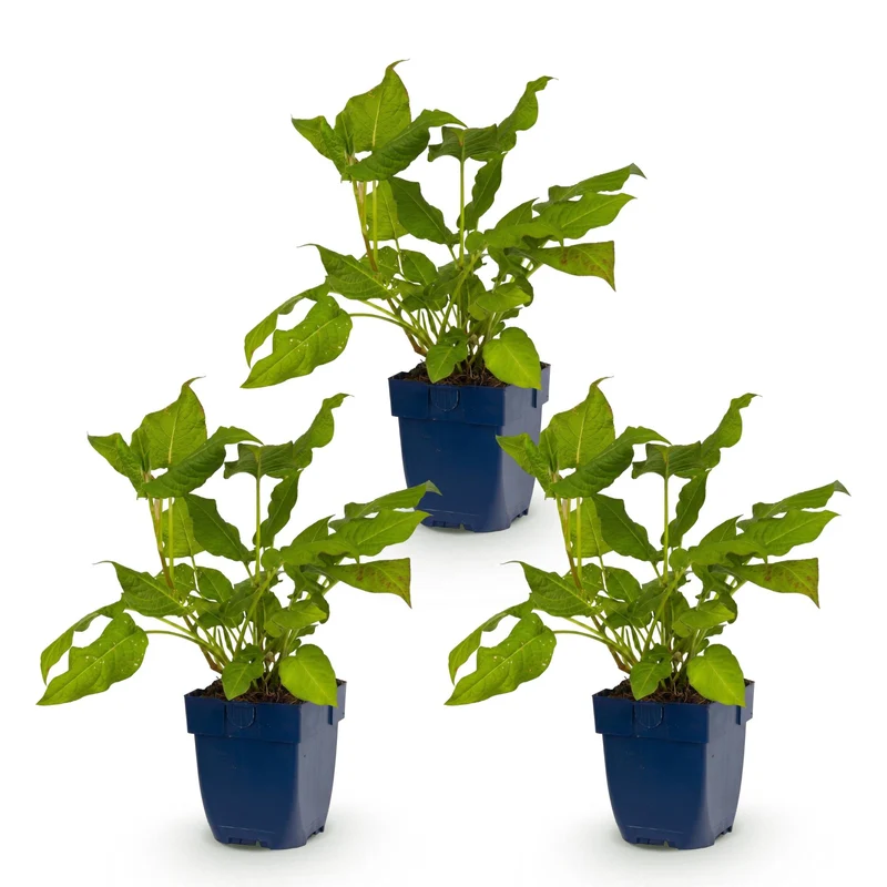 Duizendknoop amplexicaulis, 3x met rode bloemen