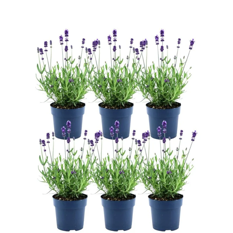 Echte lavendel Felice, set van 6 planten