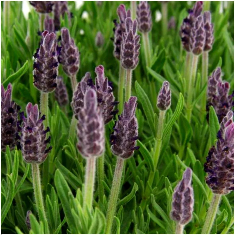24 x Lavandula stoechas Anouk®