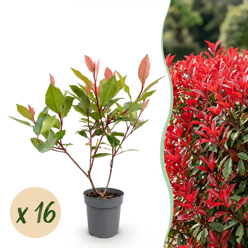 Glansmispel Little Red Robin voor de haag, 16 planten