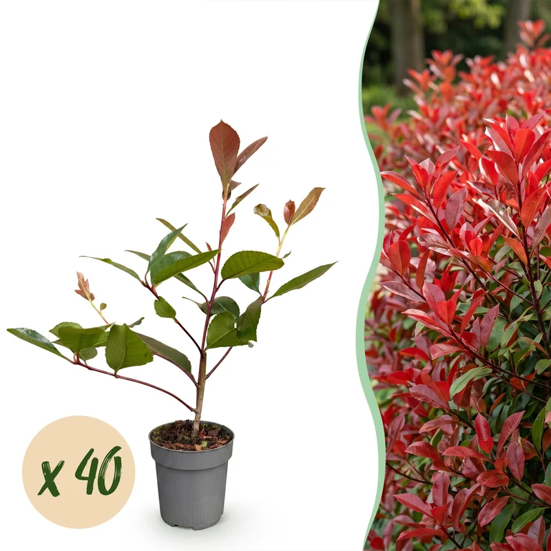 Glansmispel Red Robin, haagplant (40 stuks)