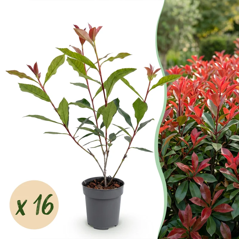 16x Glansmispel Carre Rouge voor de haag