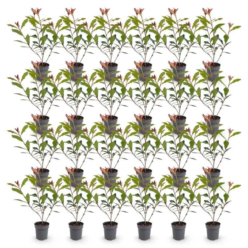 Glansmispel Carre Rouge voor de haag, 24 planten