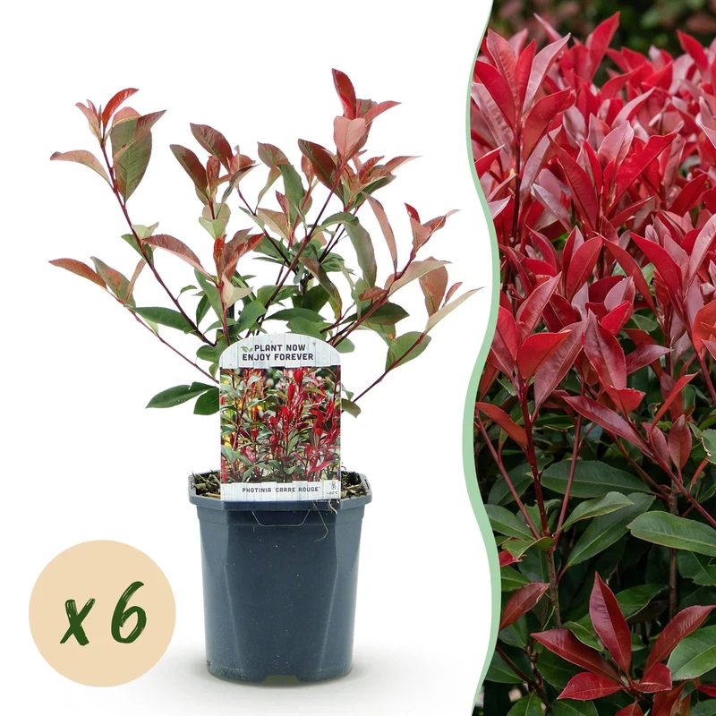 Glansmispel Carré Rouge per strekkende meter