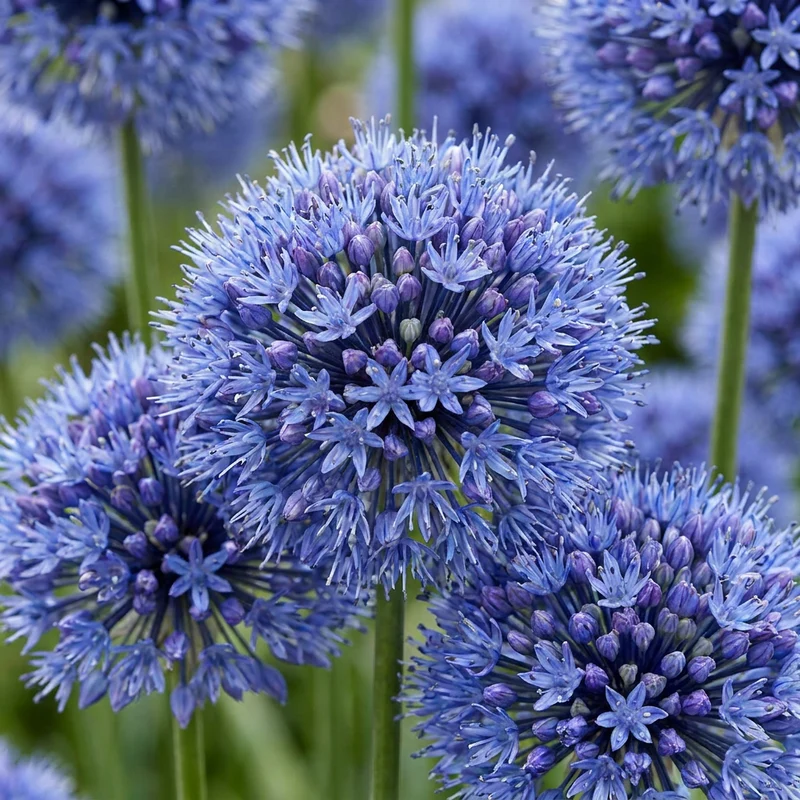 160x Allium caeruleum - Blauwe sierui - Blauw - Zomerbloeier - Bolmaat 4/5
