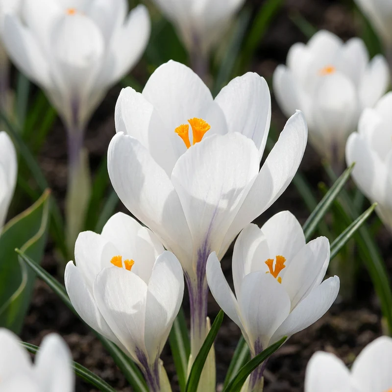 60x Crocus White - Witte krokus - Verwilderingsbol - Bolmaat 7/8