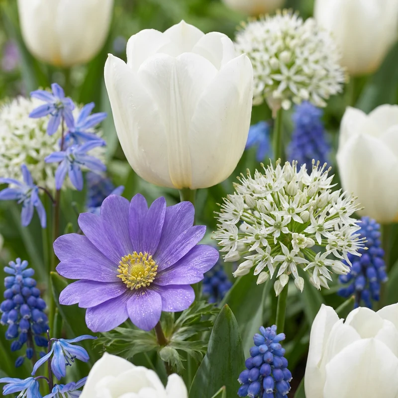 250x Bulb Garden Blue - Blauwe bollentuinmix - Zomerbloeier - Bolmaat 10/12
