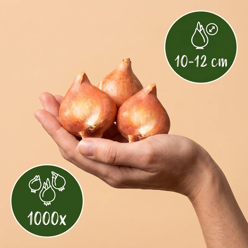 1000x Bulb Garden Blue - Blauwe bollentuinmix - Zomerbloeier - Bolmaat 10/12