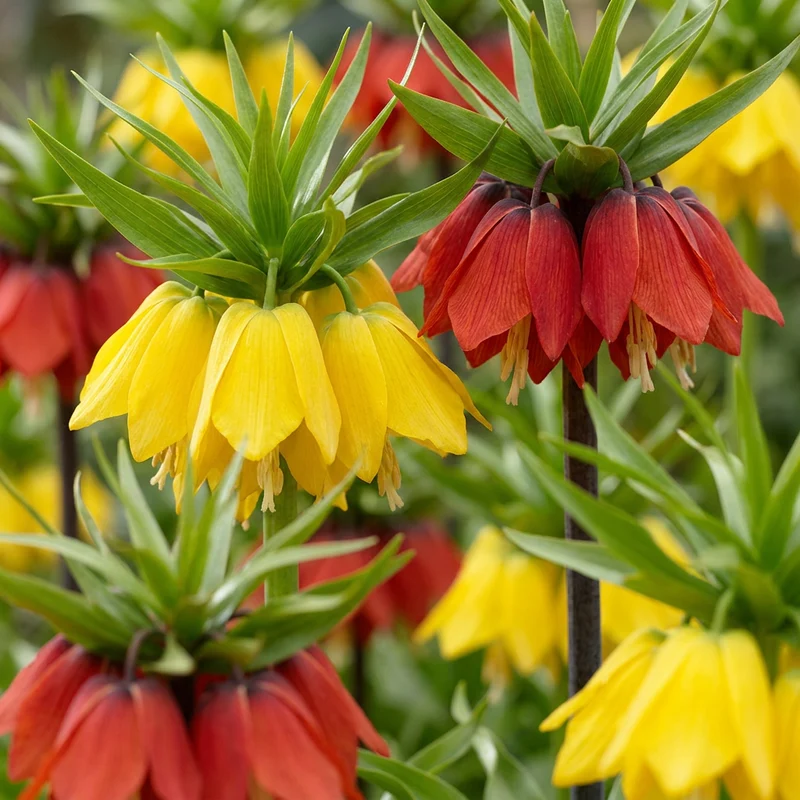 24x Fritillaria Imperialis Mix - Keizerskroon mix - Voorjaarsbloeier - Bolmaat 18/20
