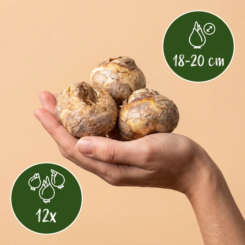 12x Fritillaria Imperialis Mix - Keizerskroon mix - Voorjaarsbloeier - Bolmaat 18/20