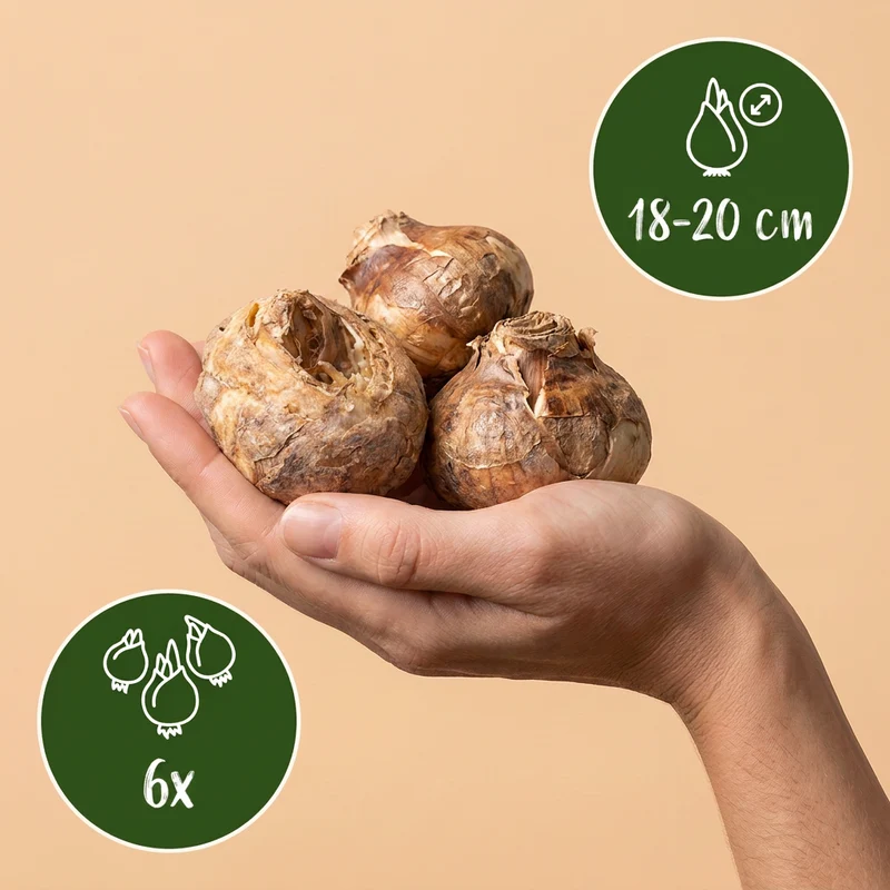 6x Fritillaria Imperialis Mix - Keizerskroon mix - Voorjaarsbloeier - Bolmaat 18/20
