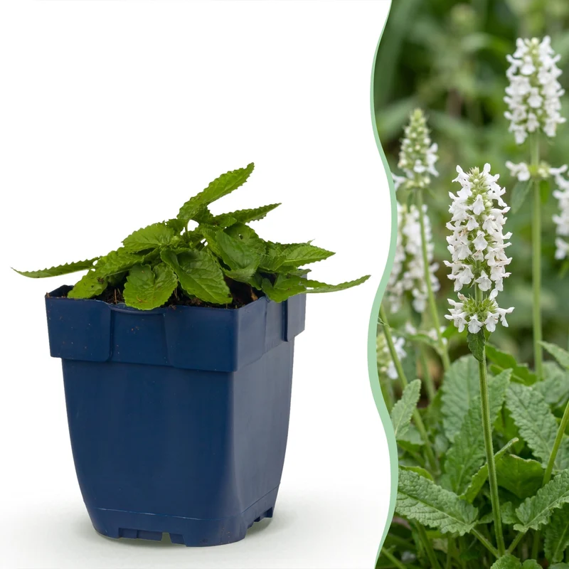 24x Stachys off. Alba - Ezeloor - Wit