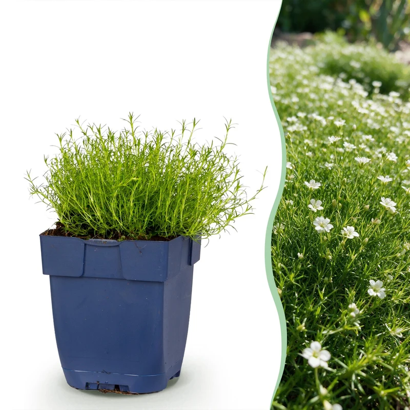 Sagina subulata - Vetmuur - Rotsplanten - Wit - 12 Planten