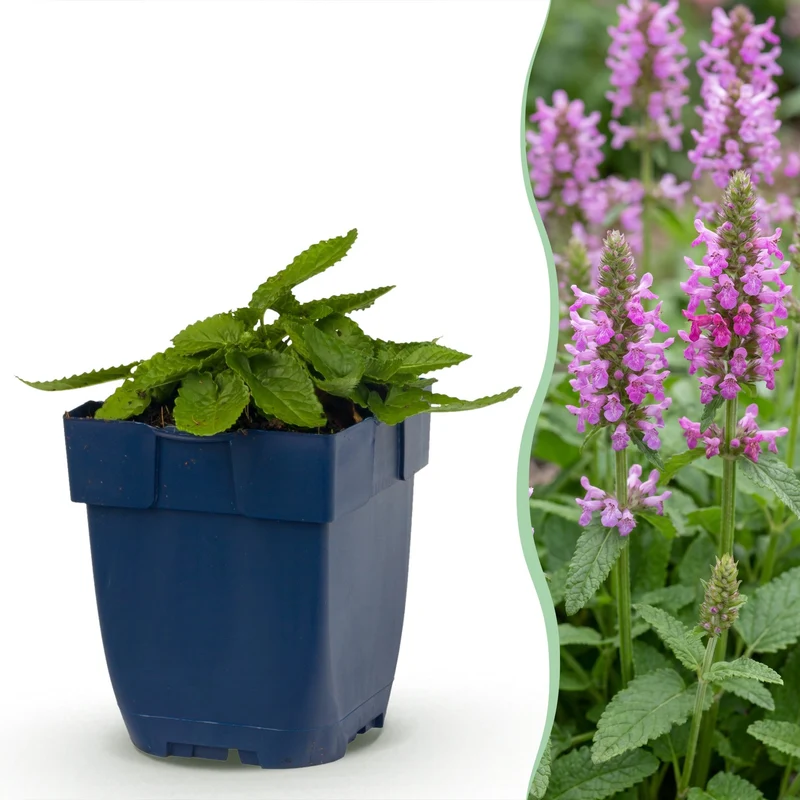 24x Stachys off. Ukkie - Ezeloor