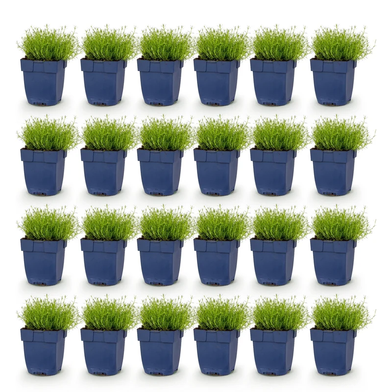 Sagina subulata - Vetmuur - Rotsplanten - Wit - 24 Planten
