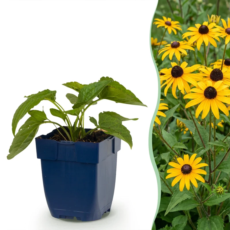Rudbeckia fulg. Goldsturm - Gele zonnehoed - Geel