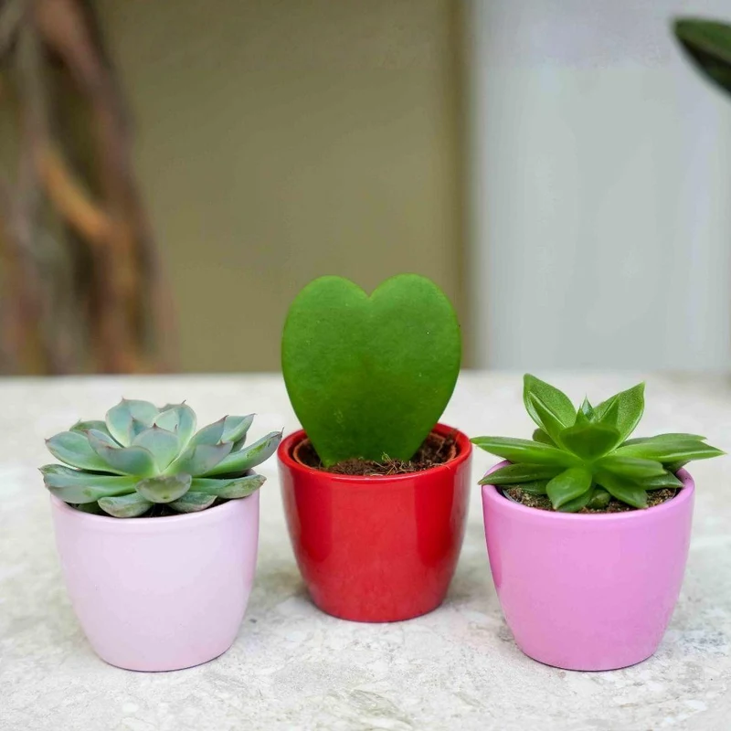 Plant set van 3 met mini pot - Love - Vetplanten - roze/rood - Ø