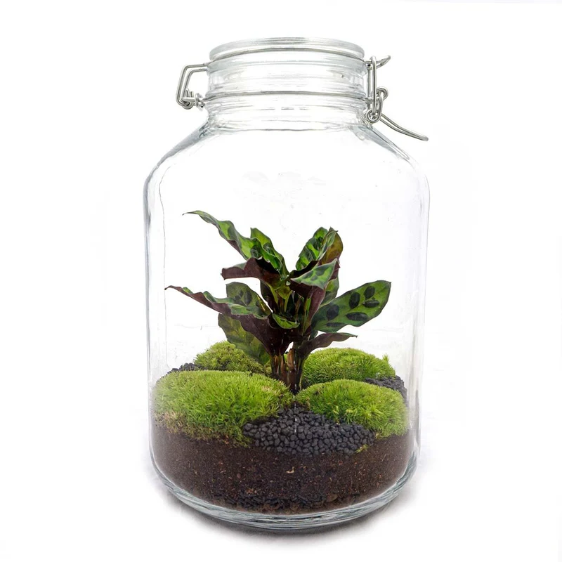 DIY terrarium - Jar Calathea - Zonder gereedschap