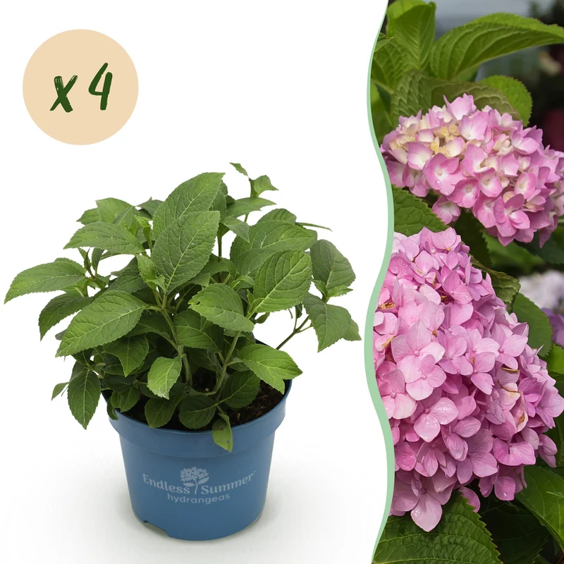 4x Endless Summer hortensia The Original Pink