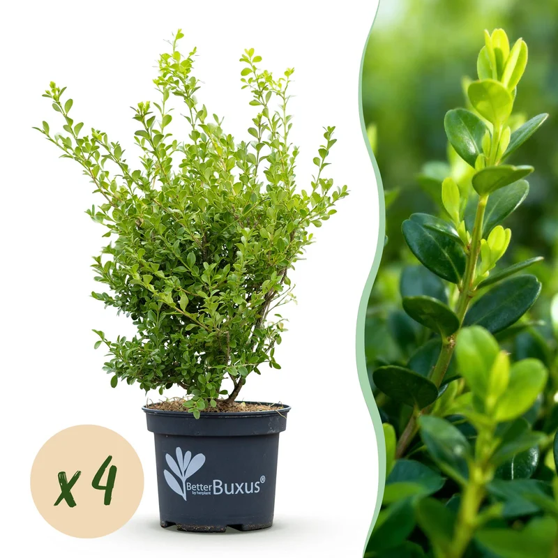 4x BetterBuxus Babylon Beauty