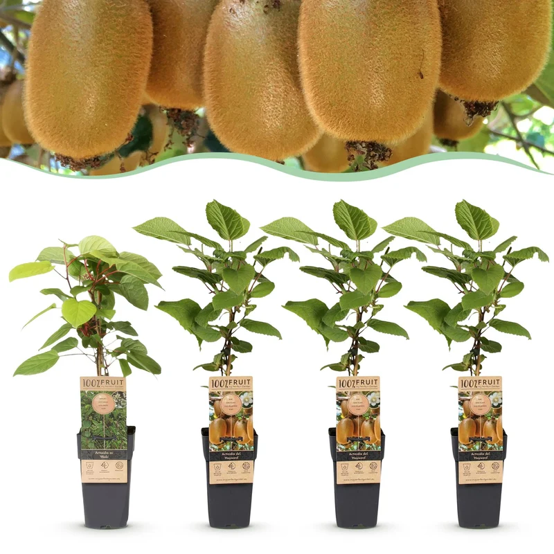 4x Kiwiplant Weiki & Hayward