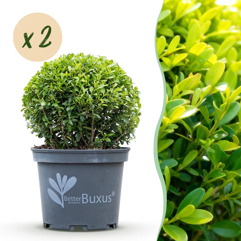 2x BetterBuxus Skylight