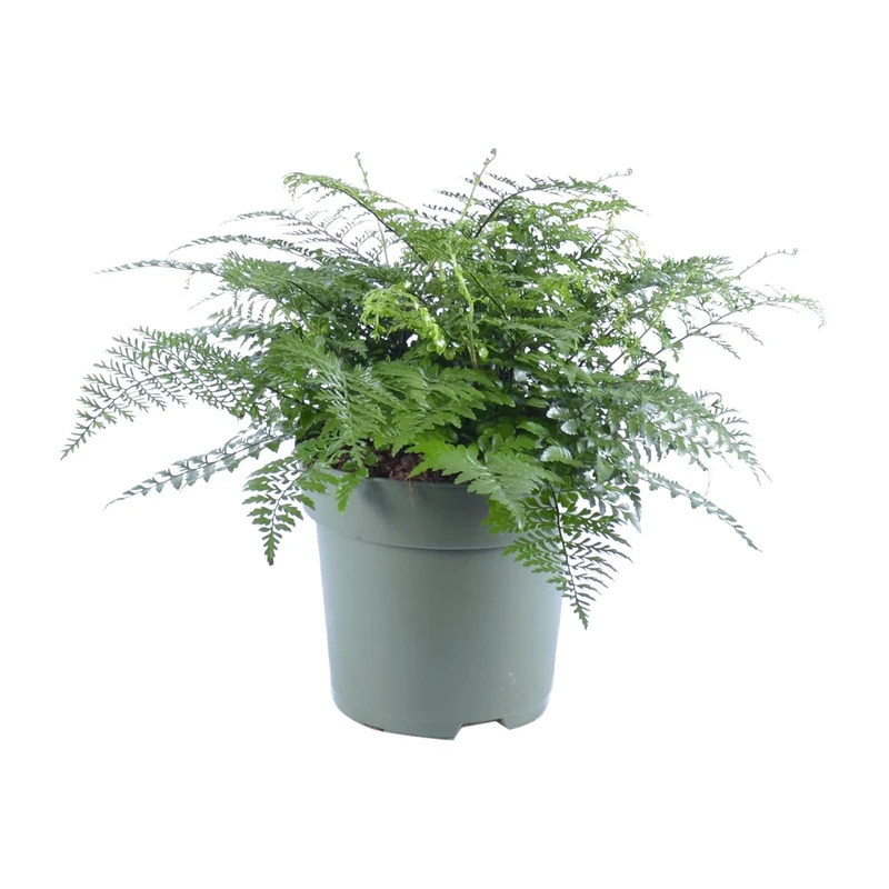 Asplenium Parvati