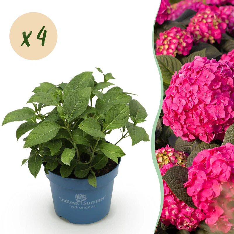 4x Hortensia Endless Summer Summer Love Red