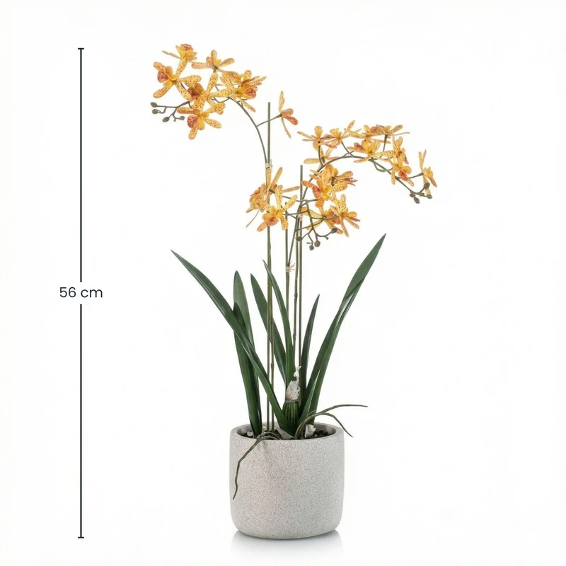 Renanthera Orchidee Geel & Oranje in pot
