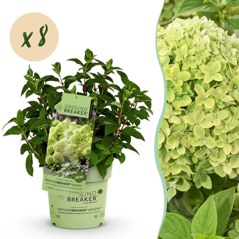 8x Hydrangea panniculata Groundbreaker Greeny