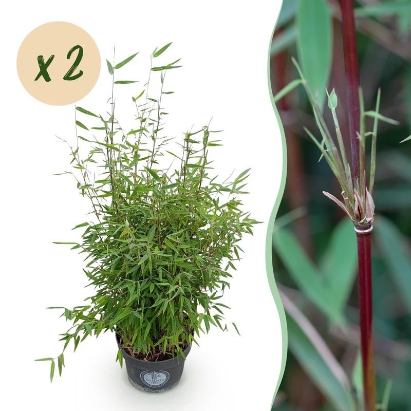 Fargesia nitida Red Dragon, niet-woekerende bamboe