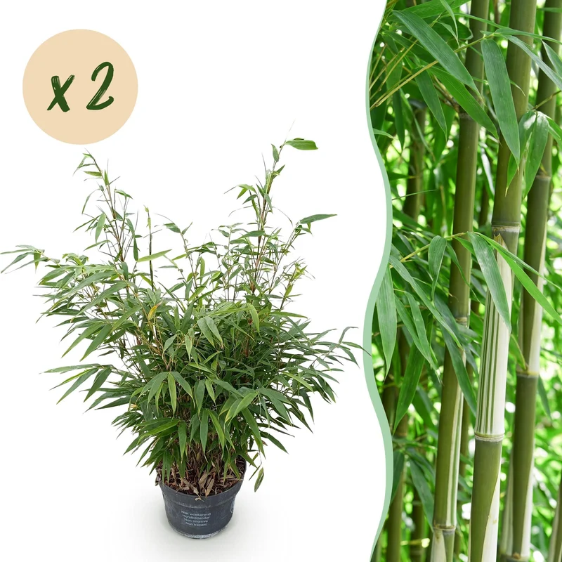 2x Fargesia robusta Pingwu