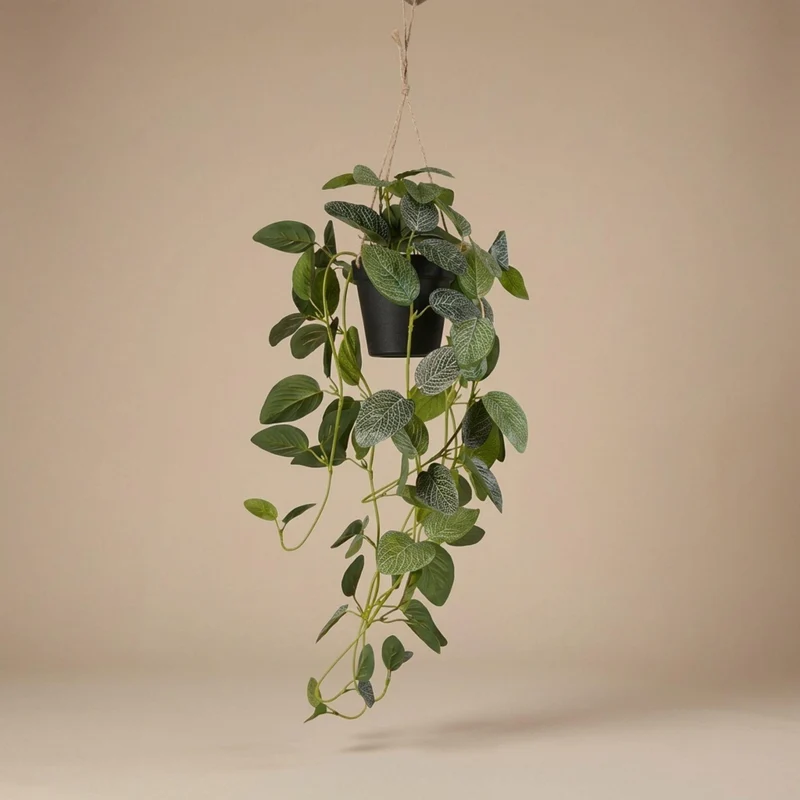Fittonia - hangplant in pot