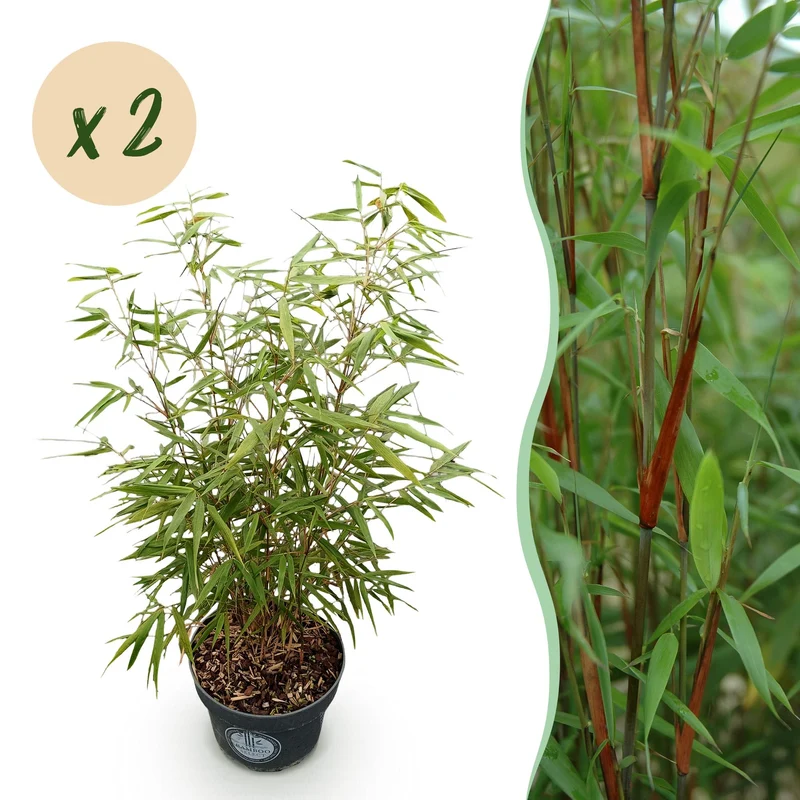 2x Fargesia scabrida Asian Wonder