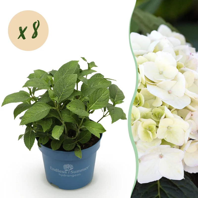 8x Hortensia Endless Summer The Bride