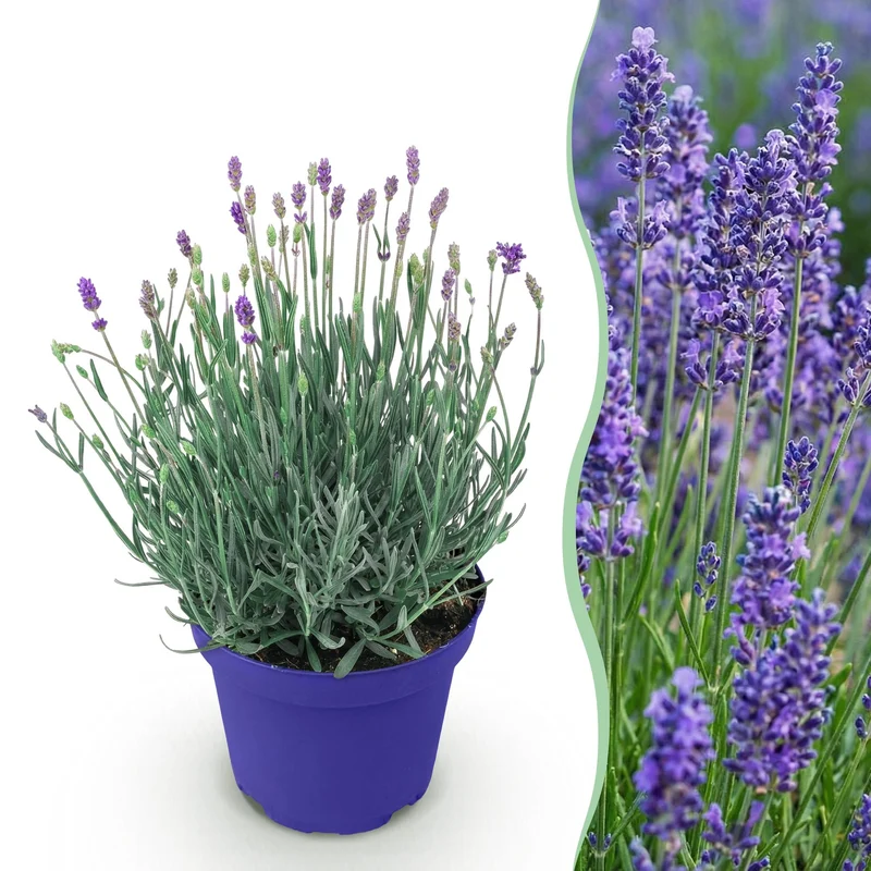 Lavandula angustifolia Hidcote