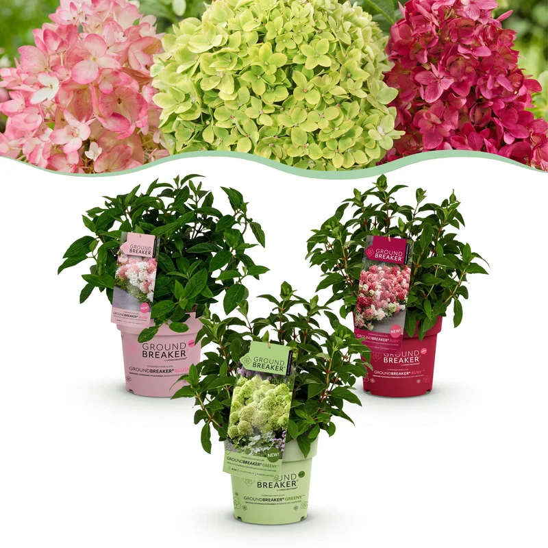 Hydrangea panniculata Groundbreaker Blush