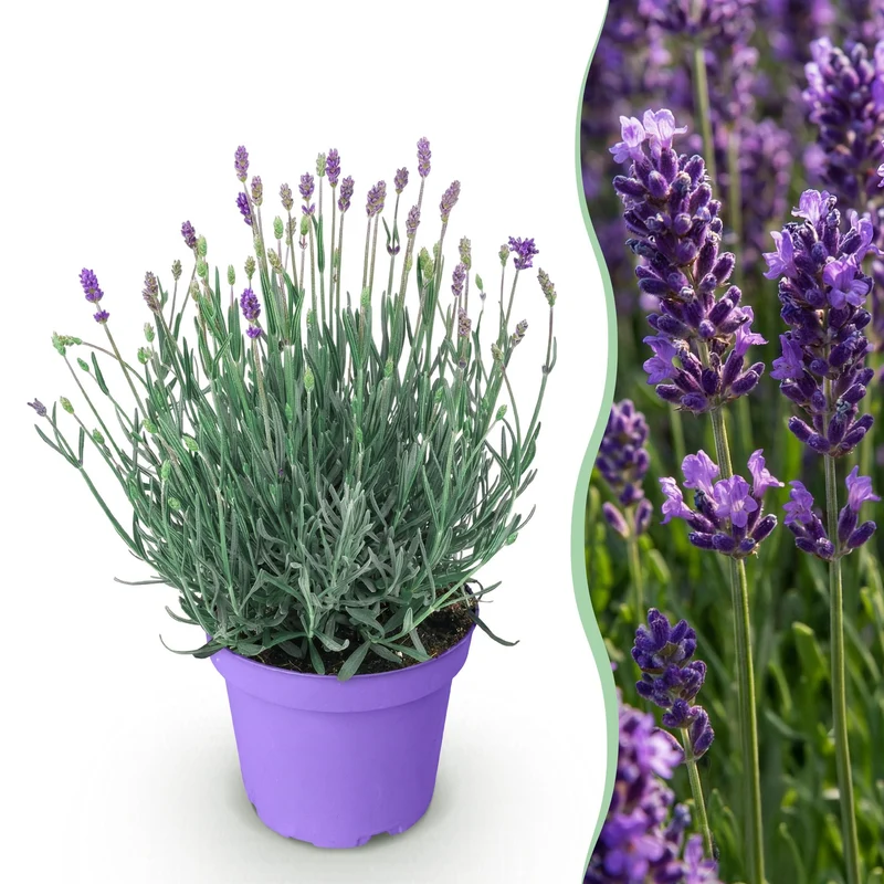 Lavandula angustifolia Munstead