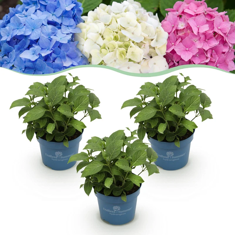 3x Hortensia Endless Summer mix Blue Pink White