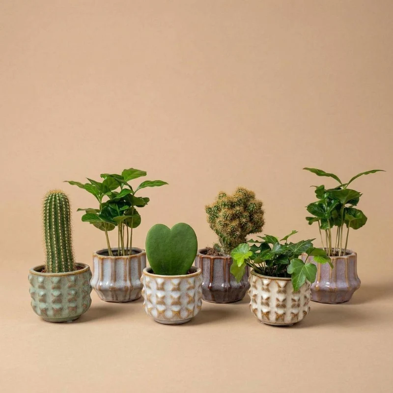 Plant set van 6 met pot set San Juan - Cactus mix - Ø