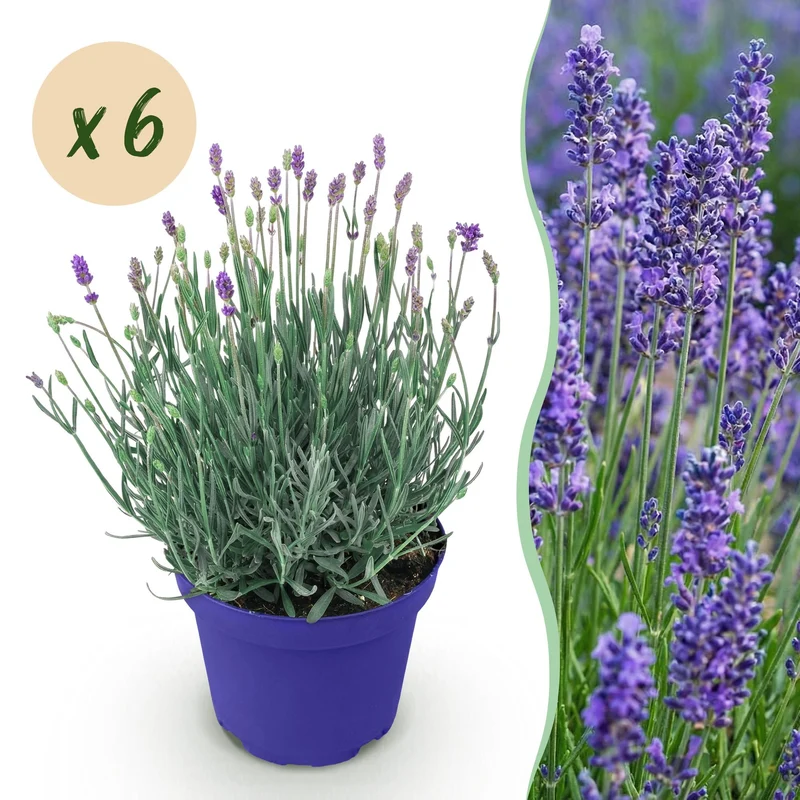 6x Lavandula angustifolia Hidcote