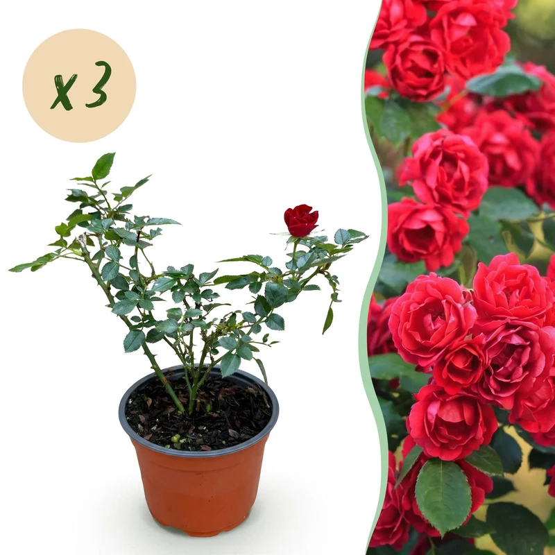 3x Rosa Rote The Fairy