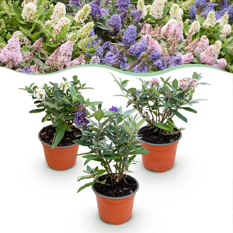 Buddleja davidii Butterfly Candy Little Tricolour