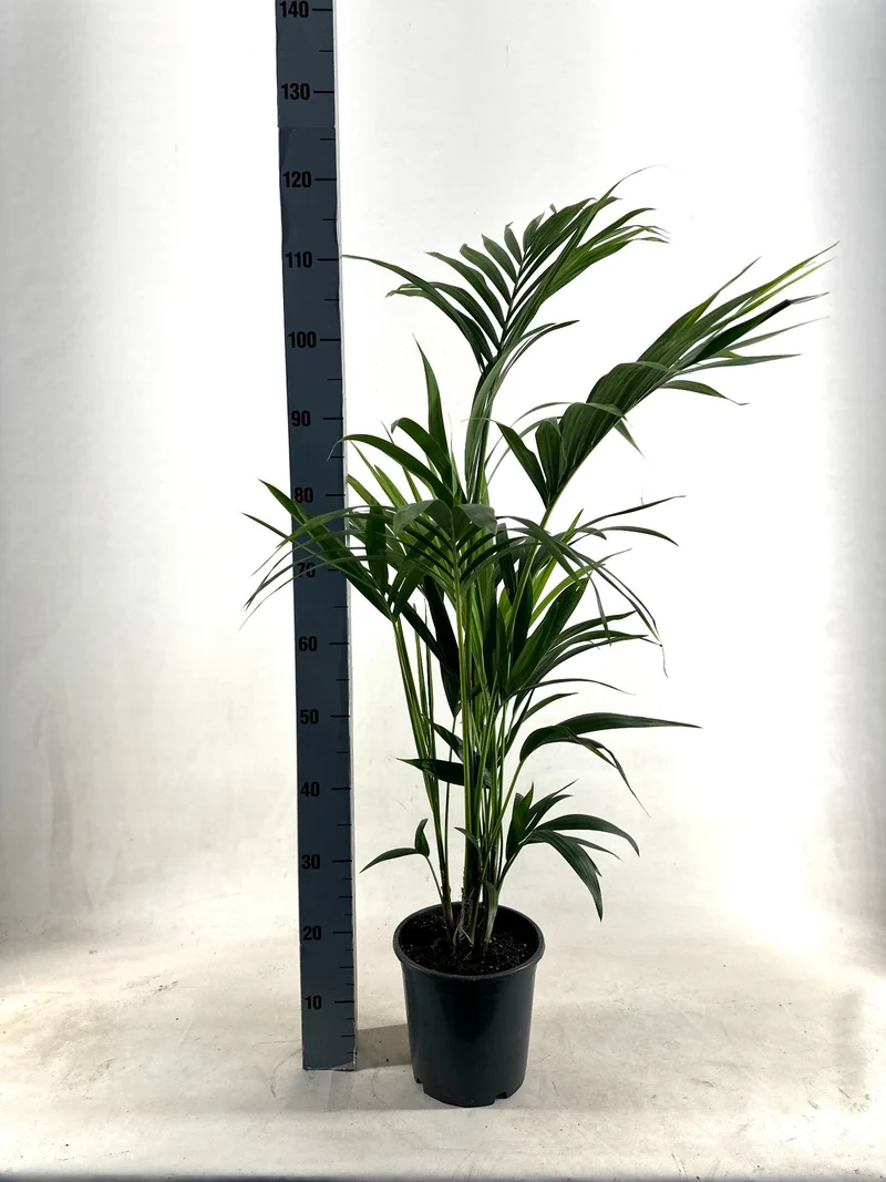 Kentia Howea Forsteriana